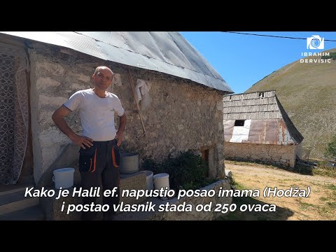 Kako je Halil ef. napustio posao imama (Hodža) i postao vlasnik stada od 250 ovaca