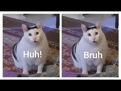 Huh! vs Bruh Cat which is Good?