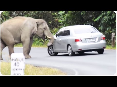 Wild Elephant Wrecks Car | Trunk Club