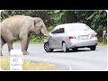 Wild Elephant Wrecks Car Trunk Club