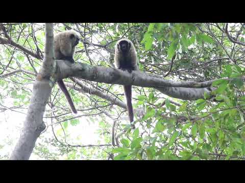 Blond Titi Monkey Callicebus barbarabrownae - Guigó-da-caatinga