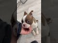 Boston Terrier dogs for sale: Banjo - Video 1