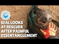 Seal Looks at His Rescuer After Painful Disentanglement