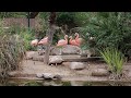 Sit With The Flamingo Flock