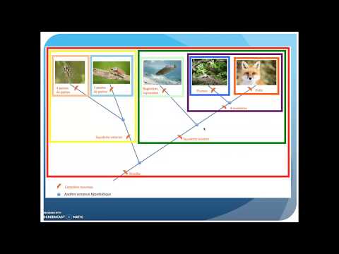 La classification scientifique du vivant.