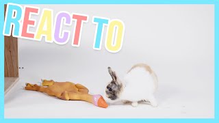How will the cute little bunny react to a rubber duck? - React to | Furry Friends