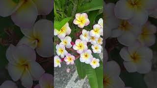 #Shorts  frangipani flowers |  jepun Bali flower Kanboja Plumeria