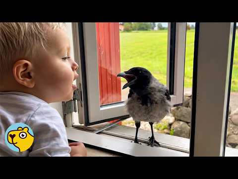 Wild Crow Knocks On Window To Play With His Baby Friend Every Day