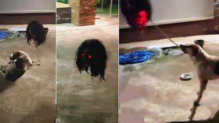 主人趕到家發現這一幕！狗狗的舉動嚇尿了他... | 非常人類