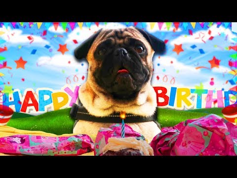 It's My Pug's Birthday! | Dog Vlog #2