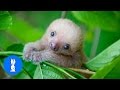 Baby Sloths Being Sloths FUNNIEST Compilation