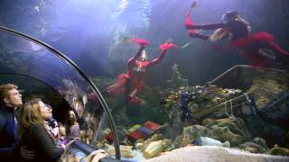 preview picture of video 'Gardaland Sea Life: Natale 2013'