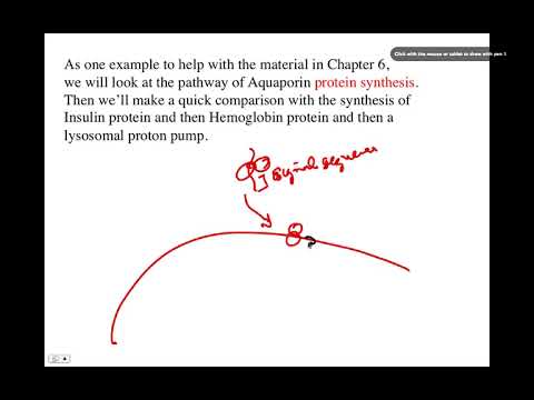 The Cell and Protein Synthesis, BIO105 Introductory Biology, David Champlin, USM