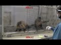Savage Monkey Wants Grapes Funny Voiceover