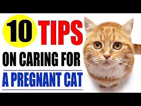 Pregnant Cat - Ten Tips On Caring For A Pregnant Cat