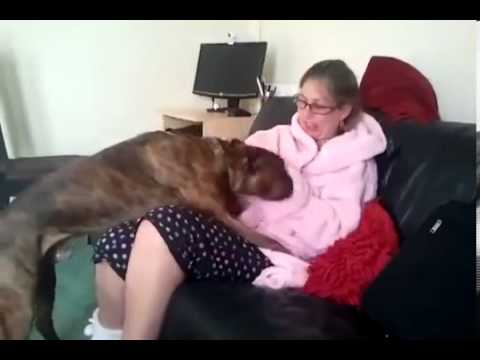 Dog sex with woman funny