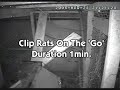 Live animal trap, trapping, rats, mice, pigeons ...