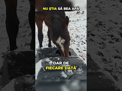 Calul care nu știa cum să bea apă!