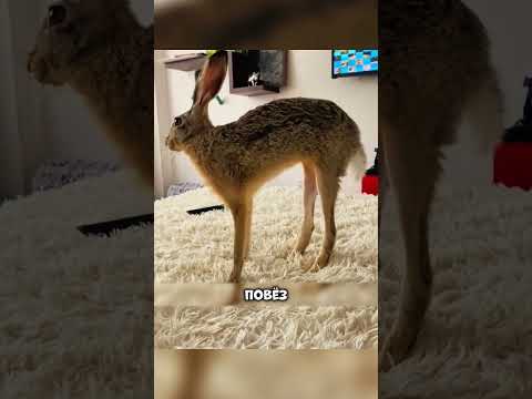 Гигантский заяц из Беларуси