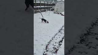 Video preview image #1 Mutt Puppy For Sale in Germantown, OH, USA