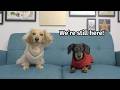 Ep 69 We Re Still Here Update On Crusoe And Daphne