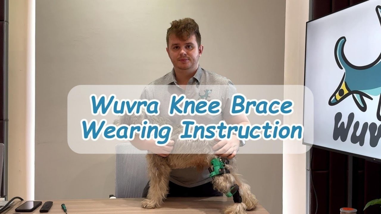 How to Put On Your Wuvra Dog Brace | Simple Step-By-Step Fitting Guide