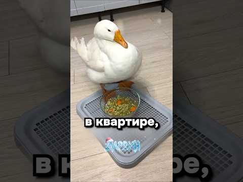 Вы знаете кому это скинуть)