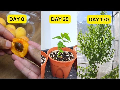 Growing Apricot from seed! You must try it out this season!