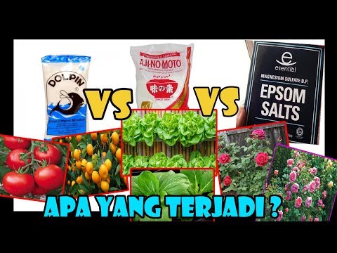download lagu mp3 mp4 Epsom Salt And Ajinomoto, download lagu Epsom Salt And Ajinomoto gratis, unduh video klip Download Epsom Salt And Ajinomoto Mp3 dan Mp4 Music Online Gratis