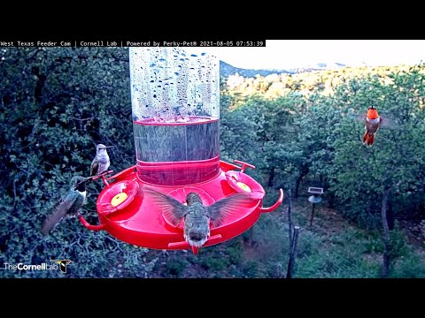 Amazing Hummingbird Diversity On Display At West Texas Feeders – Aug. 5, 2021