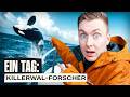 1 Tag Als Killerwal Forscher