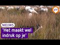 Hoe hou je een wolf uit de buurt van schapen?