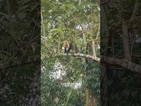 Avistamiento de monos cara blanca en esta pequeña selva en la comunidad de El Tigre, Tocoa, Colón.
