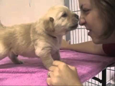 Best Kiss by a dog in 2013 was at Bergin University