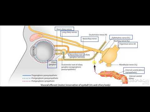 Ophthalmic nerve in orbit 8