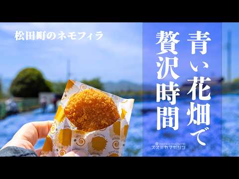 青い花畑で贅沢時間 | 松田町 コキアの里 ネモフィラ園