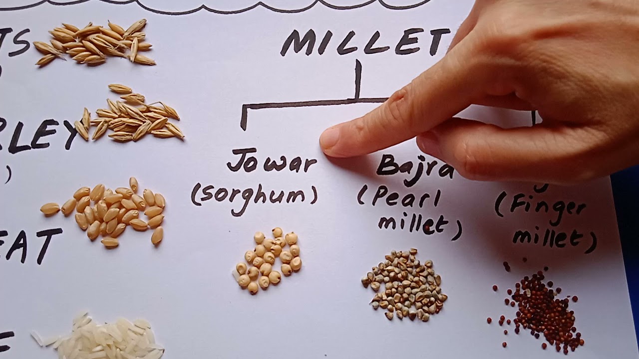 Cereals And Millets of India (Ragi, Bajra, Jowar, Oats, Barley, Wheat, Rice)
