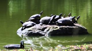 Spring Has Sprung / / Frances England