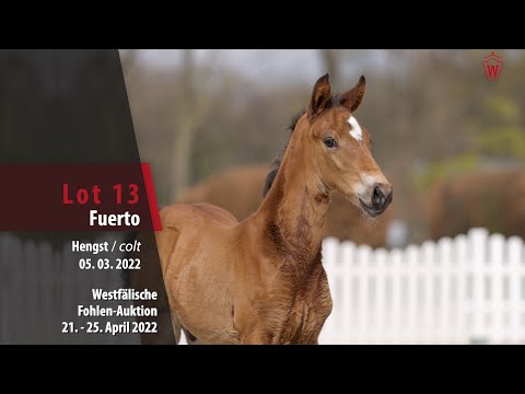 Fohlen-Auktion Lot 13 Fuerto Hengst v. Fusionist - Don Crusador