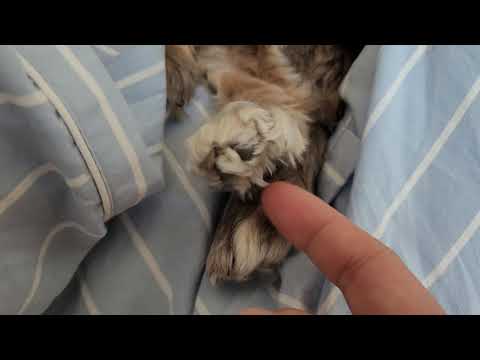 쪼꼬 발바닥 간지럼