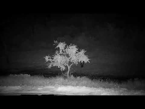 Djuma: Lone Buffalo shows up-heads towards where herd went - 00:47 - 07/15/2022