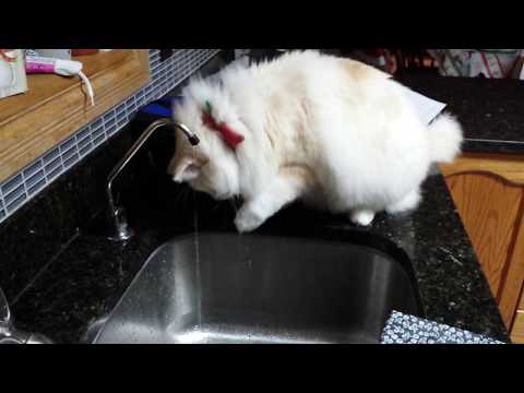 Siberian cats love water