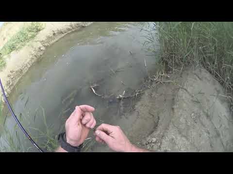 Fishing to chub on Cricov.   This was a very poor game against the previous ones.