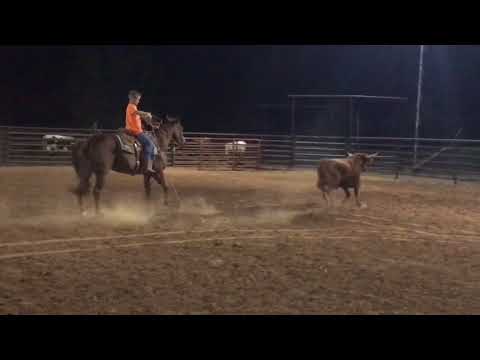 Roping Lead Steer on "Doc"