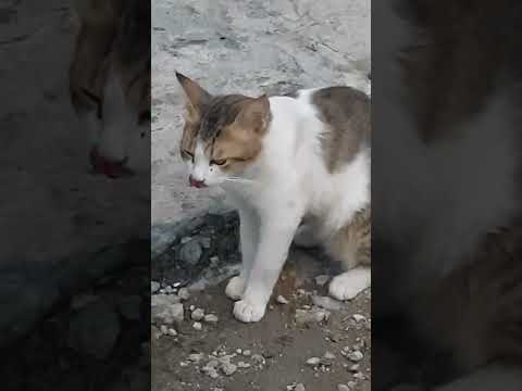 Stray cats enjoy their meal😋😋#love#catlover#smartcat#subscribe