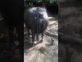 Buffalo Pooping Shorts Viral