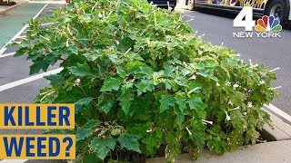 Killer Hallucinogenic Weed Found Blooming in NYC Intersection | NBC New York