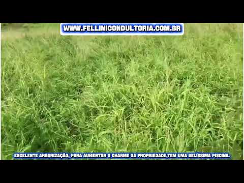 138 HECTARES VENDO NA BARRA DO RIBEIRO RIO GRANDE DO SUL.