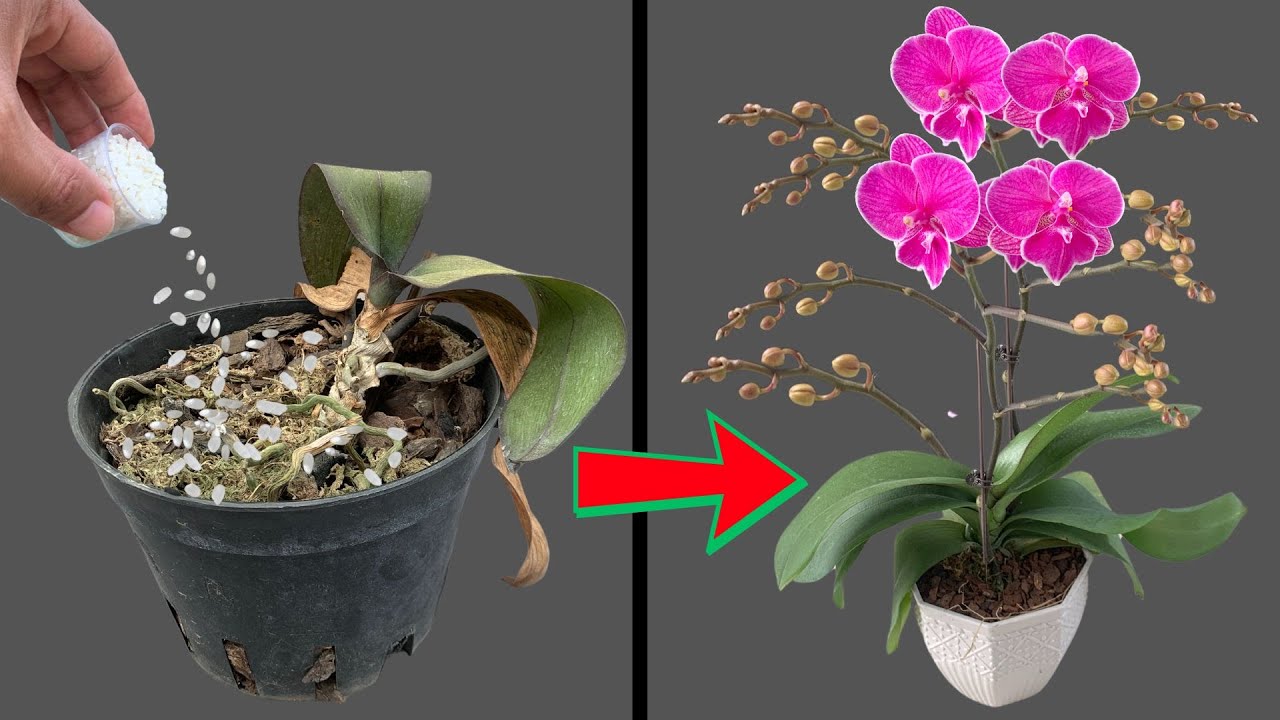 This orchid hadn't grown for 6 months until I did this.