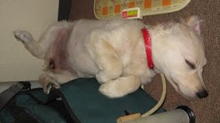 昼寝をする英国ゴールデンレトリバー English Golden Retriever